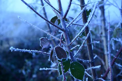 DSC_1045 (Large).JPG